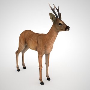 roe deer male - model