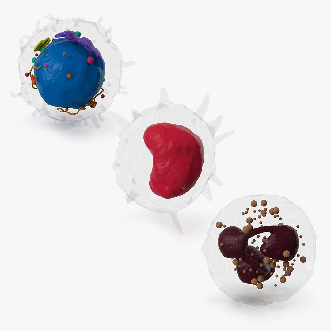 Blood Cells Collection 3D model preview