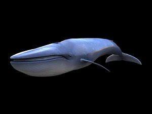 3d blue whale
