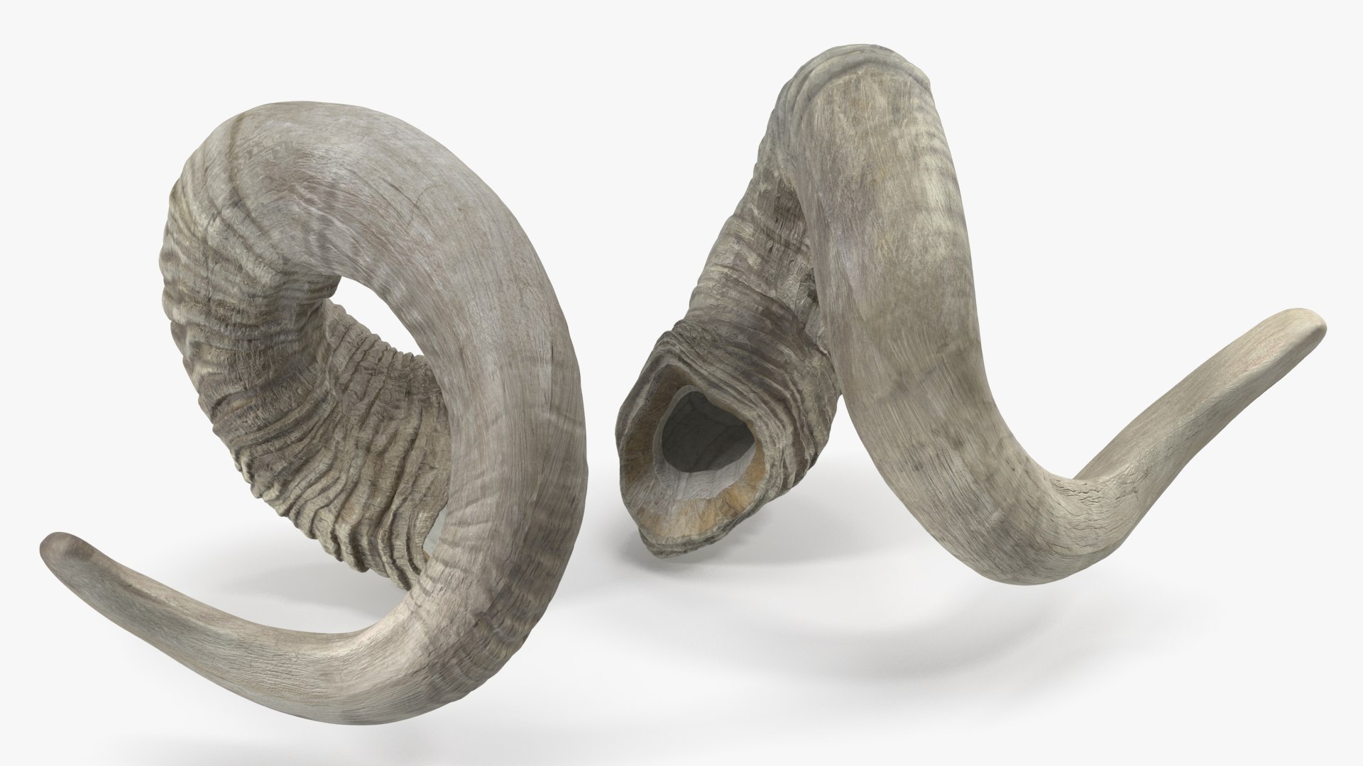 Old Ram Horns 3D model https://p.turbosquid.com/ts-thumb/MQ/u8UJC2/Hx/oldramhornsvray3dmodel007/jpg/1661769077/1920x1080/fit_q87/c4255fc675bb6f64bab9267470104143ba663af4/oldramhornsvray3dmodel007.jpg
