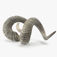 Old Ram Horns