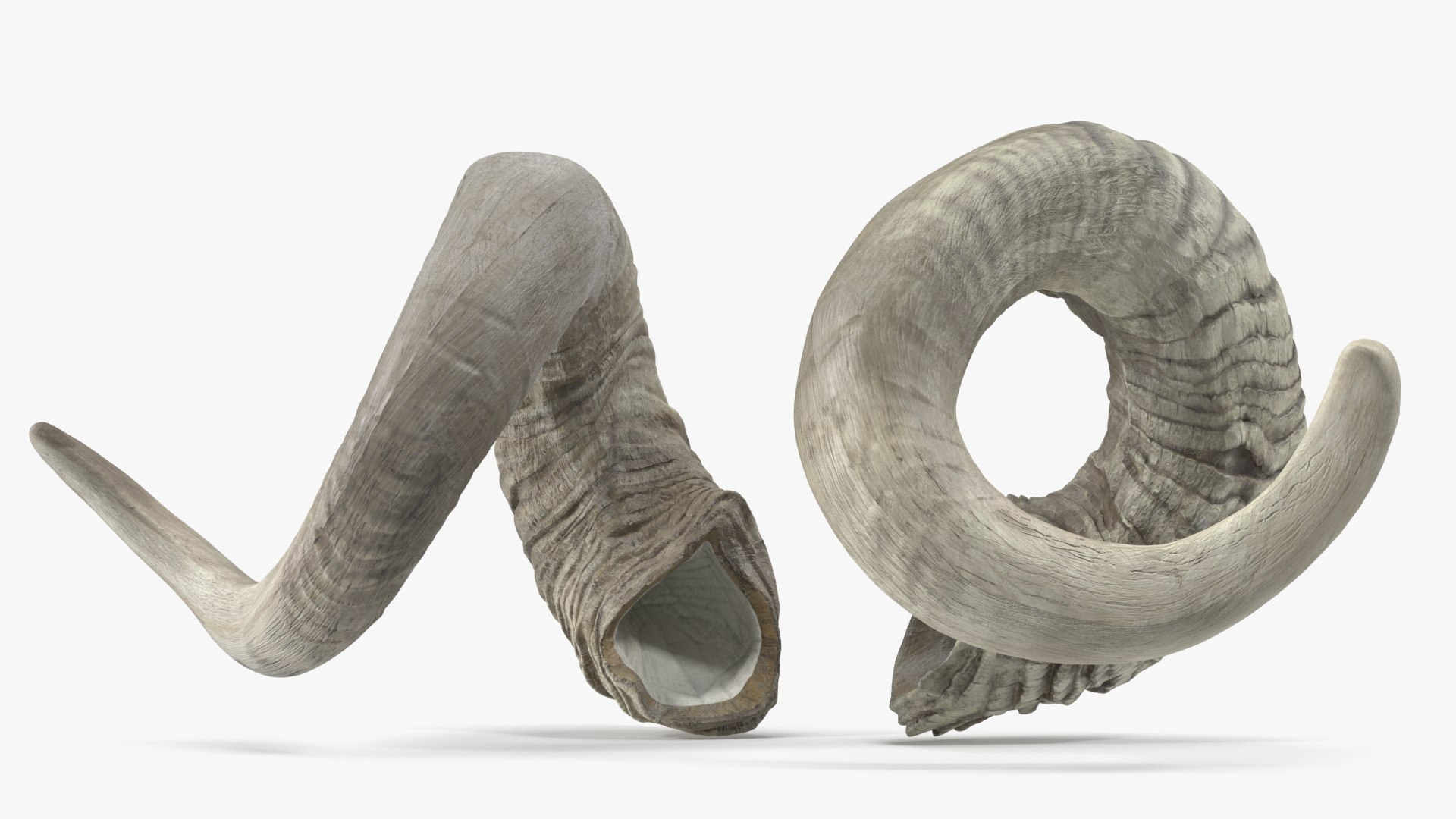 Old Ram Horns 3D model https://p.turbosquid.com/ts-thumb/MQ/u8UJC2/T3/oldramhornsvray3dmodel009/jpg/1661769084/1920x1080/fit_q87/58790ccd03036c74164653c34b10b3df583c2c91/oldramhornsvray3dmodel009.jpg