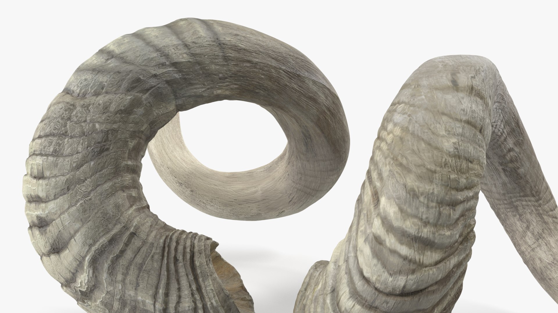 Old Ram Horns 3D model https://p.turbosquid.com/ts-thumb/MQ/u8UJC2/Wz/oldramhornsvray3dmodel013/jpg/1661769100/1920x1080/fit_q87/96a1a5b48bdca1dcdc7ce91e1547195e8c18888d/oldramhornsvray3dmodel013.jpg
