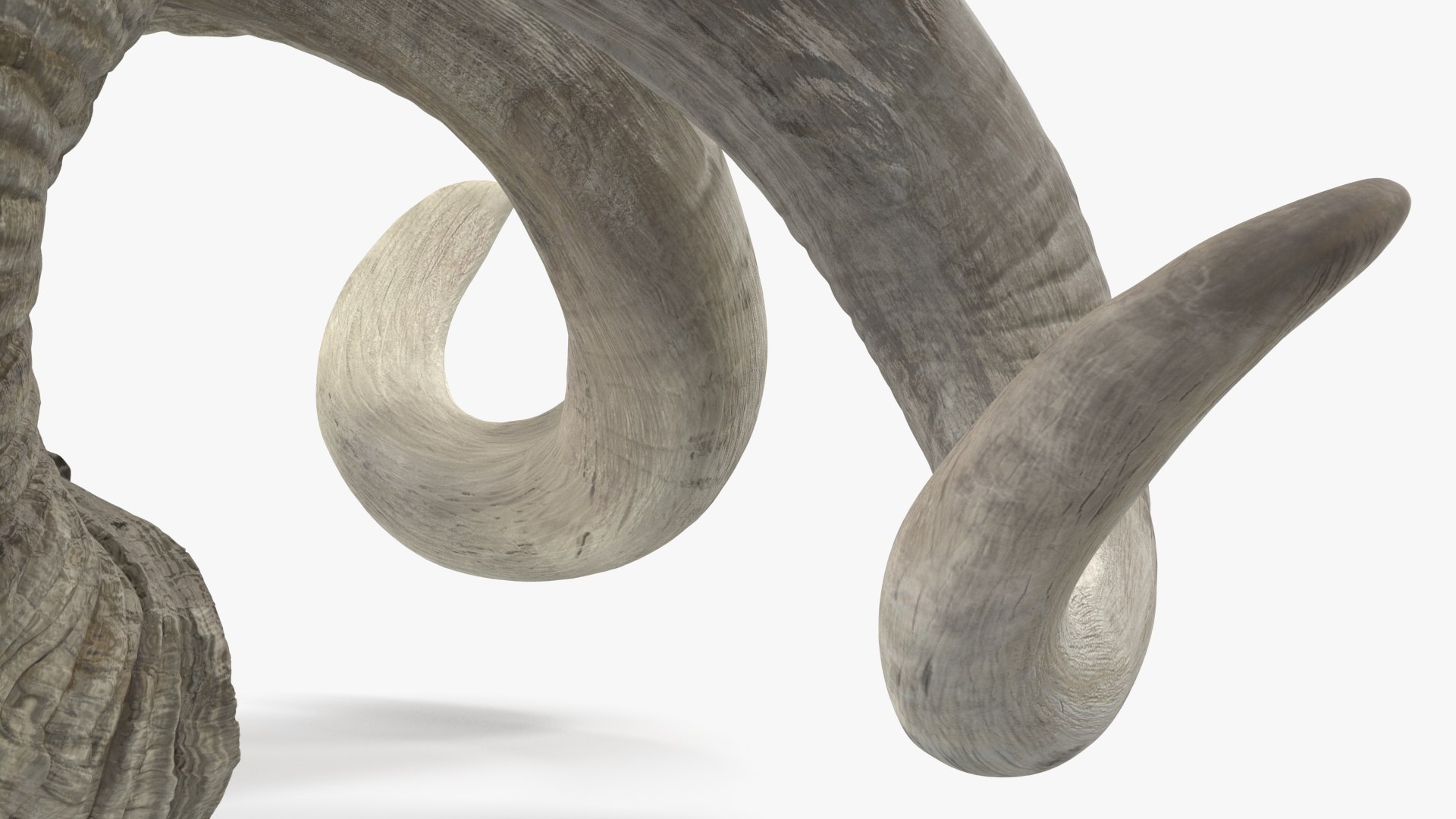Old Ram Horns 3D model https://p.turbosquid.com/ts-thumb/MQ/u8UJC2/Zb/oldramhornsvray3dmodel014/jpg/1661769104/1920x1080/fit_q87/97d4515e759869f7c81ce9e49000043b50a9b8d6/oldramhornsvray3dmodel014.jpg