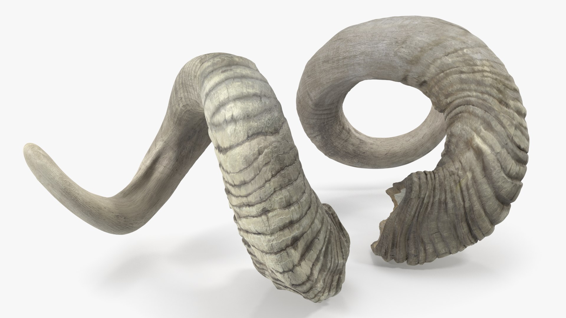 Old Ram Horns 3D model https://p.turbosquid.com/ts-thumb/MQ/u8UJC2/fR/oldramhornsvray3dmodel006/jpg/1661769074/1920x1080/fit_q87/cc8e6abc30ea6b62b2fb0cff91c5cdd459794381/oldramhornsvray3dmodel006.jpg