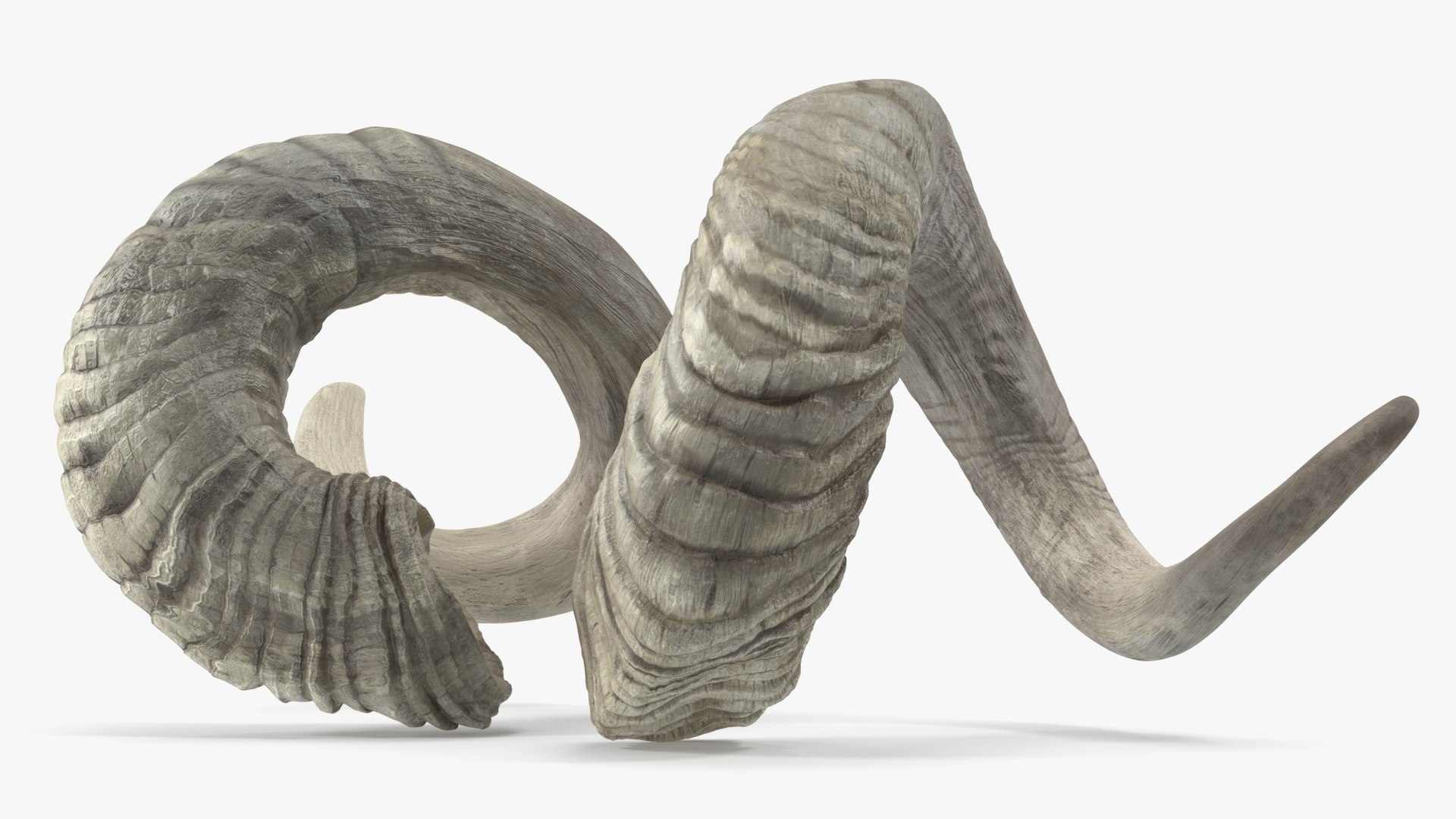 Old Ram Horns 3D model https://p.turbosquid.com/ts-thumb/MQ/u8UJC2/lY/oldramhornsvray3dmodel008/jpg/1661769081/1920x1080/fit_q87/bf099d5a4ea0b09b99bc264061998d1524436bd6/oldramhornsvray3dmodel008.jpg
