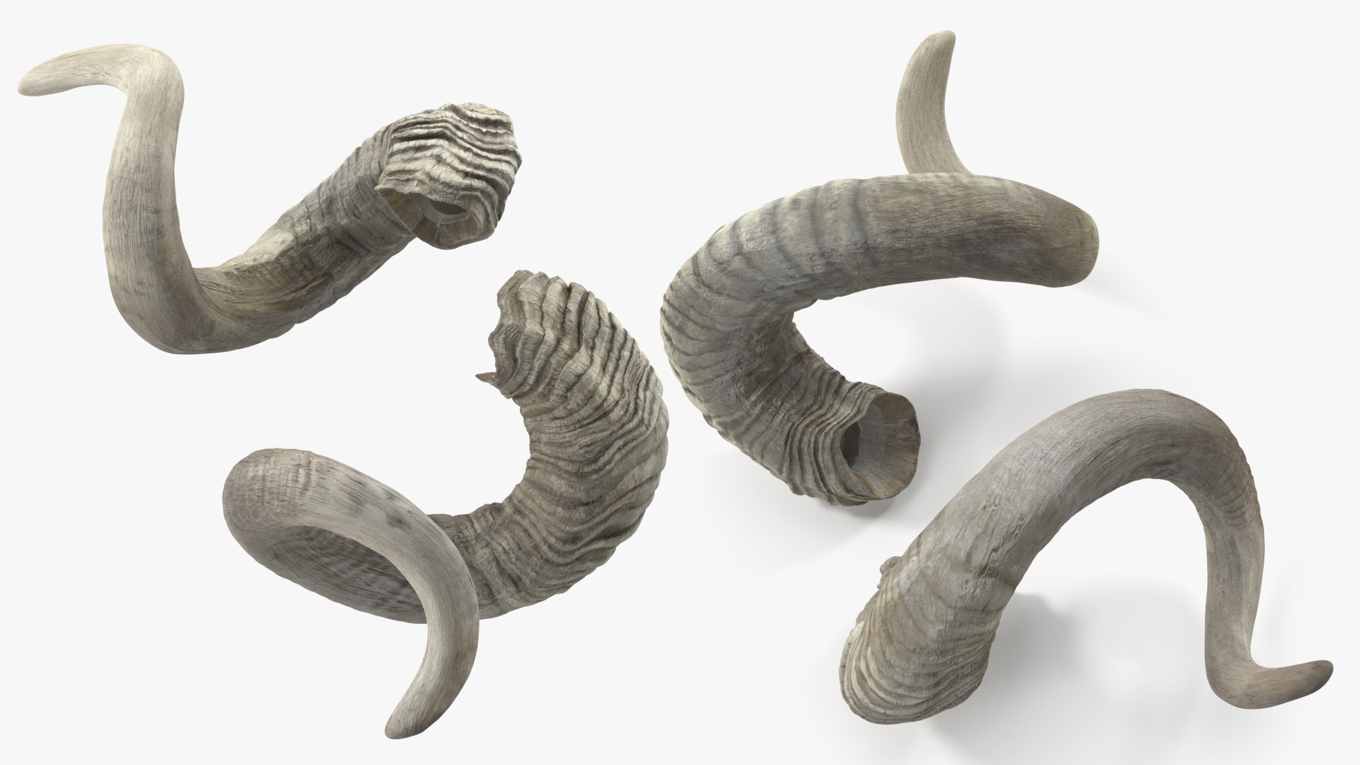 Old Ram Horns 3D model https://p.turbosquid.com/ts-thumb/MQ/u8UJC2/wp/oldramhornsvray3dmodel012/jpg/1661769097/1920x1080/fit_q87/cfa1c7c8f7f47493938e8ca303fb93871cf13d9f/oldramhornsvray3dmodel012.jpg