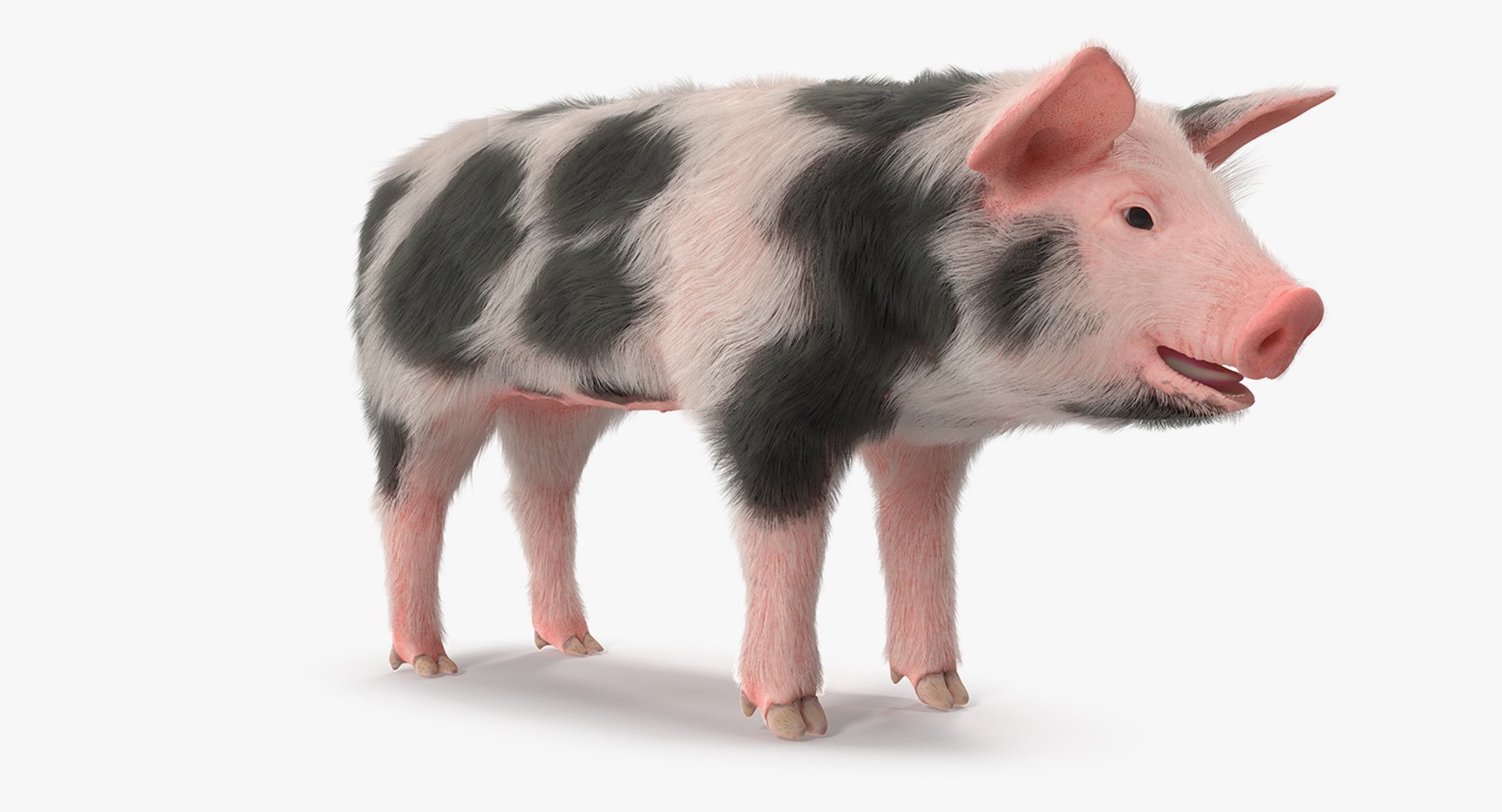 Pig Piglet Pietrain with Fur 3D Model 3D model preview
