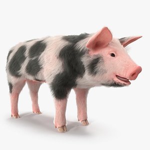 Pig Piglet Pietrain with Fur 3D Model