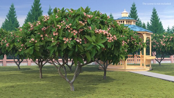 Plumeria Frangipani árvore flores cor de rosa Modelo 3D - TurboSquid 1488159