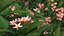 Plumeria Frangipani Tree Pink Flowers