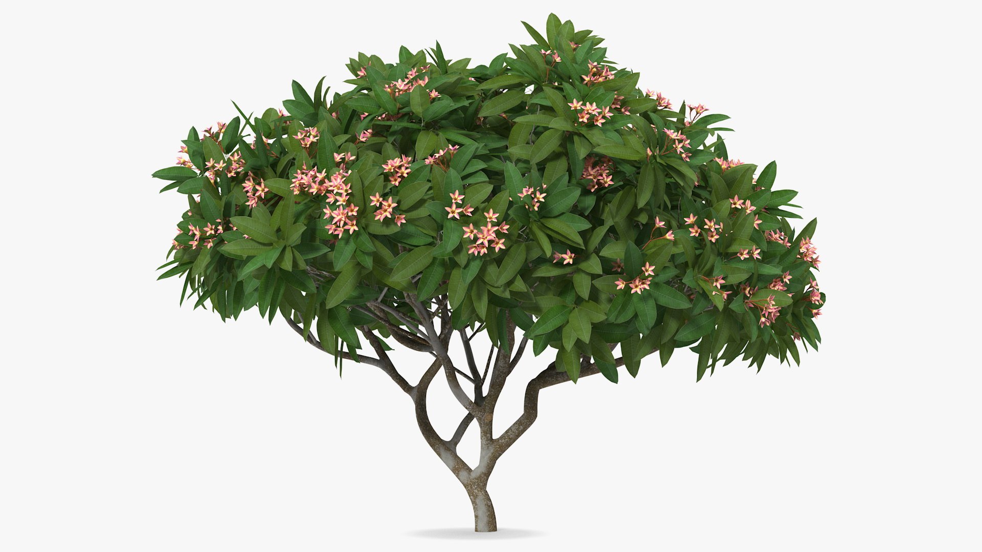 3D plumeria frangipani tree pink https://p.turbosquid.com/ts-thumb/MR/0wX2vh/HnQFBQ6Y/plumeriafrangipanitreepinkflowersvray3dmodel004/jpg/1577620488/1920x1080/fit_q87/b860d012b12889713c54c679a26764a6215ea3b1/plumeriafrangipanitreepinkflowersvray3dmodel004.jpg