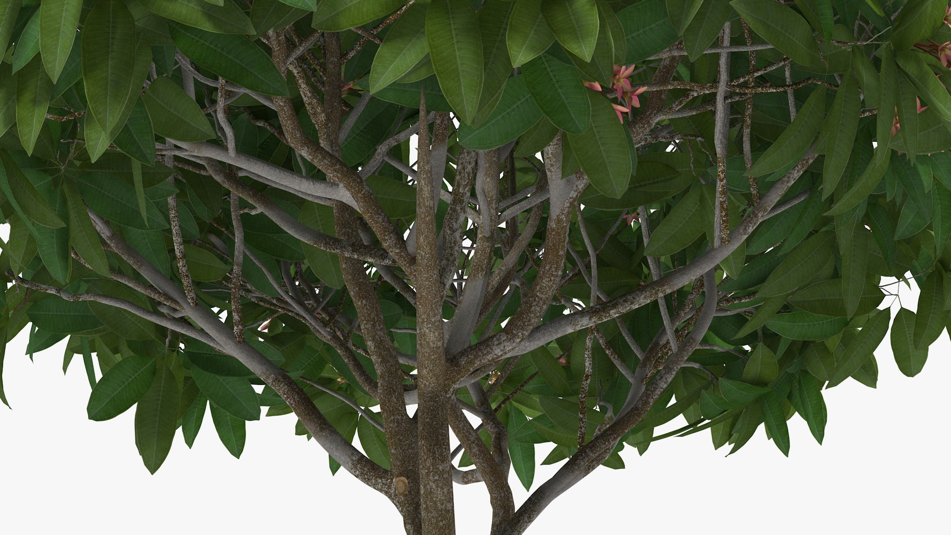 3D plumeria frangipani tree pink https://p.turbosquid.com/ts-thumb/MR/0wX2vh/UB7q9zve/plumeriafrangipanitreepinkflowersvray3dmodel012/jpg/1577620528/1920x1080/fit_q87/1213fc847110e65986ea673f59d923bc1a67db2a/plumeriafrangipanitreepinkflowersvray3dmodel012.jpg