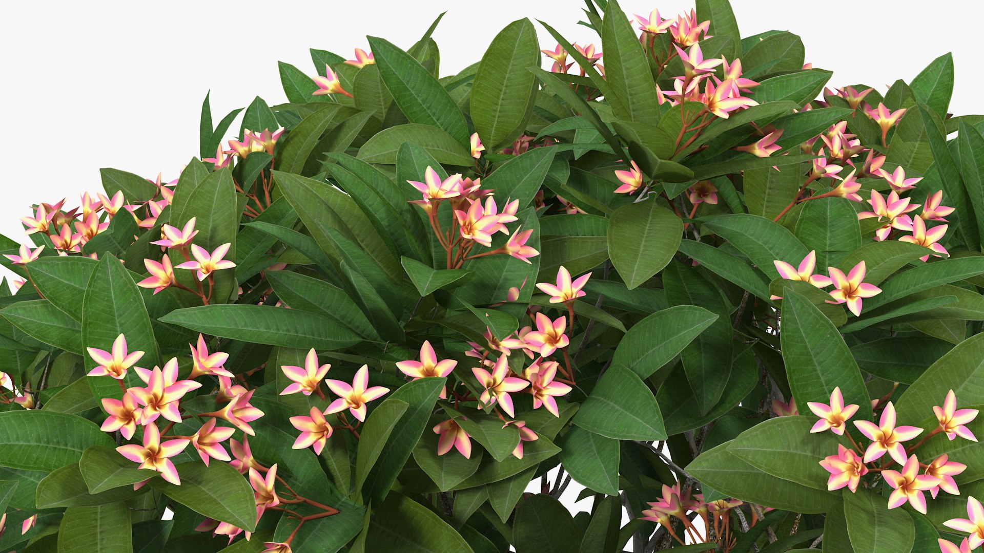 3D plumeria frangipani tree pink https://p.turbosquid.com/ts-thumb/MR/0wX2vh/VD85n4JA/plumeriafrangipanitreepinkflowersvray3dmodel009/jpg/1577620513/1920x1080/fit_q87/d4dc9529c54890d33c12a83f226c4e3e81b768a6/plumeriafrangipanitreepinkflowersvray3dmodel009.jpg