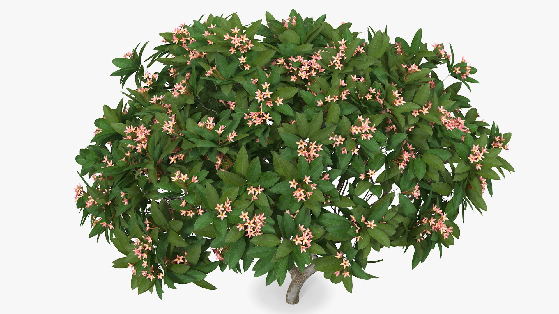 3D plumeria frangipani tree pink https://p.turbosquid.com/ts-thumb/MR/0wX2vh/fByLsTKk/plumeriafrangipanitreepinkflowersvray3dmodel006/jpg/1577620498/1920x1080/fit_q87/e0a727cbf1f45ec3c6b3f0396ff3730d7fd3c3d8/plumeriafrangipanitreepinkflowersvray3dmodel006.jpg
