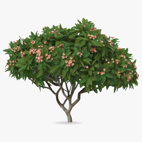 3D plumeria frangipani tree pink