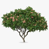 Plumeria Frangipani Tree Pink Flowers