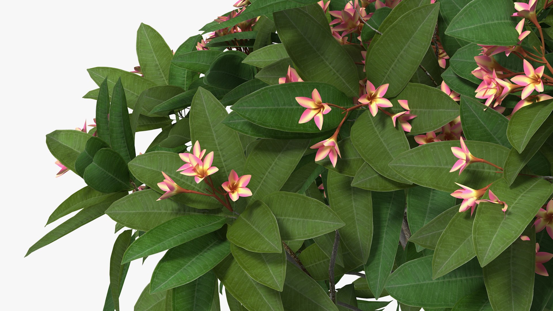 3D plumeria frangipani tree pink https://p.turbosquid.com/ts-thumb/MR/0wX2vh/lg3hRVBc/plumeriafrangipanitreepinkflowersvray3dmodel010/jpg/1577620518/1920x1080/fit_q87/8d2fa1e3a35607dcb75aa6251817fcc9b0169918/plumeriafrangipanitreepinkflowersvray3dmodel010.jpg