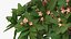 Plumeria Frangipani Tree Pink Flowers