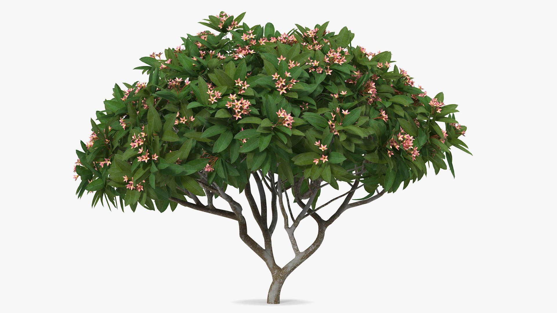 3D plumeria frangipani tree pink https://p.turbosquid.com/ts-thumb/MR/0wX2vh/nzgsC4eG/plumeriafrangipanitreepinkflowersvray3dmodel005/jpg/1577620493/1920x1080/fit_q87/2b1a9b632460494019bd9d61cbdf931164765a80/plumeriafrangipanitreepinkflowersvray3dmodel005.jpg