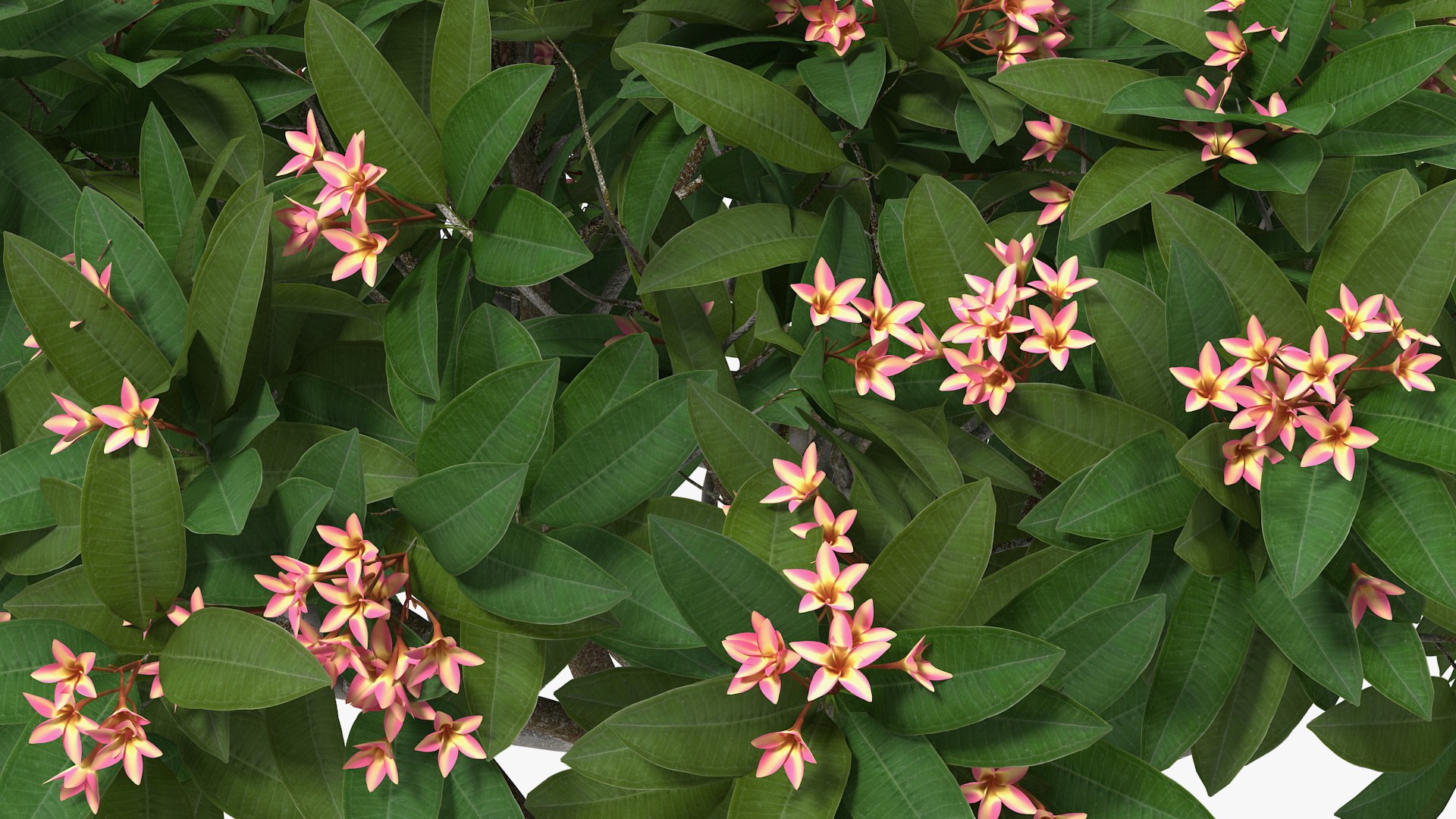 3D plumeria frangipani tree pink https://p.turbosquid.com/ts-thumb/MR/0wX2vh/tQSQTlTD/plumeriafrangipanitreepinkflowersvray3dmodel008/jpg/1577620508/1920x1080/fit_q87/ac160f9bfbfa0ad0133a5dd2fb4ab0be533ec7bf/plumeriafrangipanitreepinkflowersvray3dmodel008.jpg