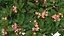 Plumeria Frangipani Tree Pink Flowers