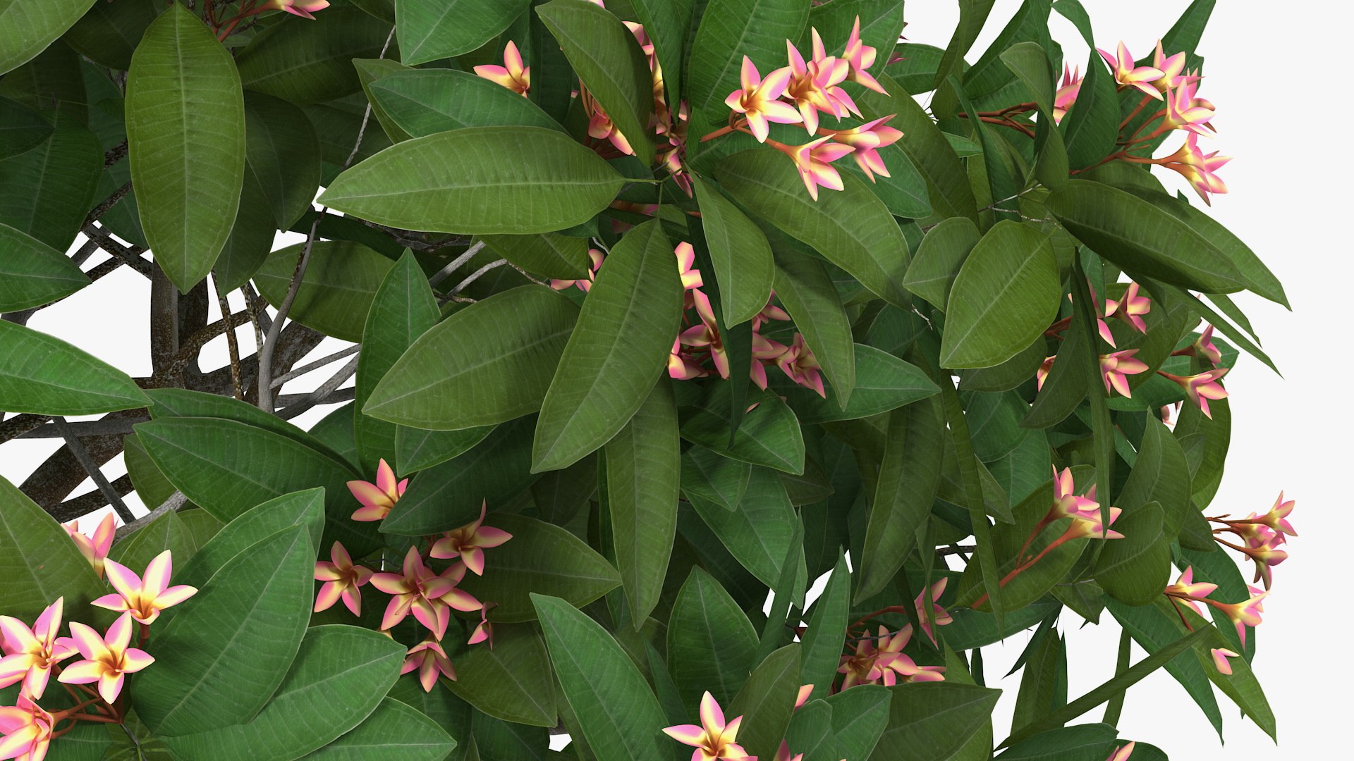3D Plumeria Frangipani Tree Pink - TurboSquid 1488159