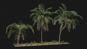 Tropical Palm 3 trees 3D model