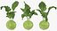 Colección de verduras 7