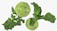 Colección de verduras 7