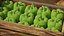 Colección de verduras 7