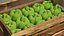Colección de verduras 7