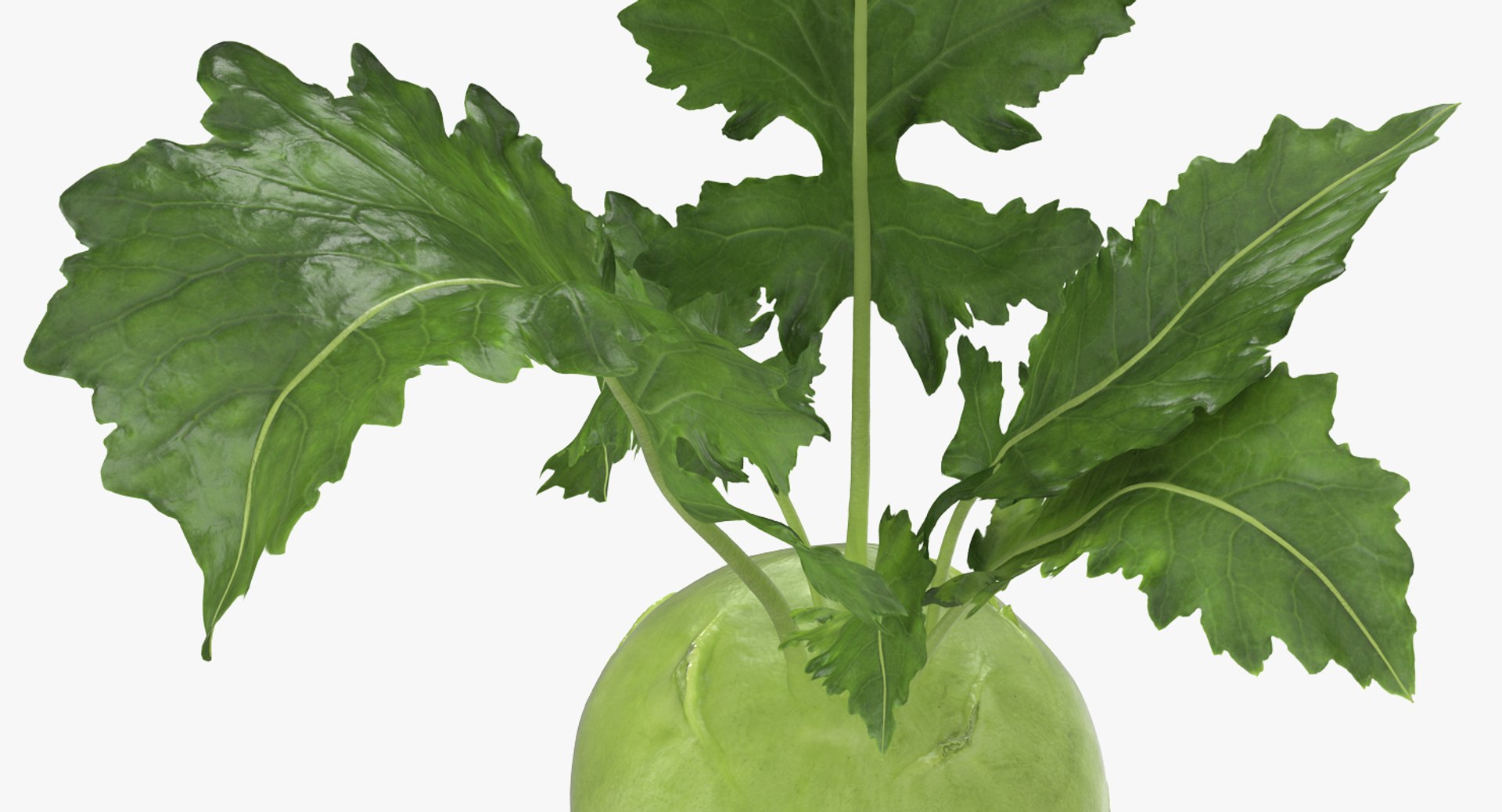 3D model Vegetables Collection 7 https://p.turbosquid.com/ts-thumb/MR/3rHt4s/xv/vegetablescollection73dmodel086/jpg/1689608278/1920x1080/fit_q87/d539d43f128fed9c79807c7e646c24282b37c3ba/vegetablescollection73dmodel086.jpg
