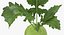 Colección de verduras 7