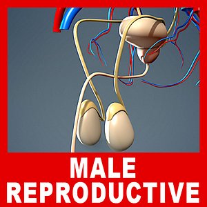 medically male urinary reproductive 3d model
