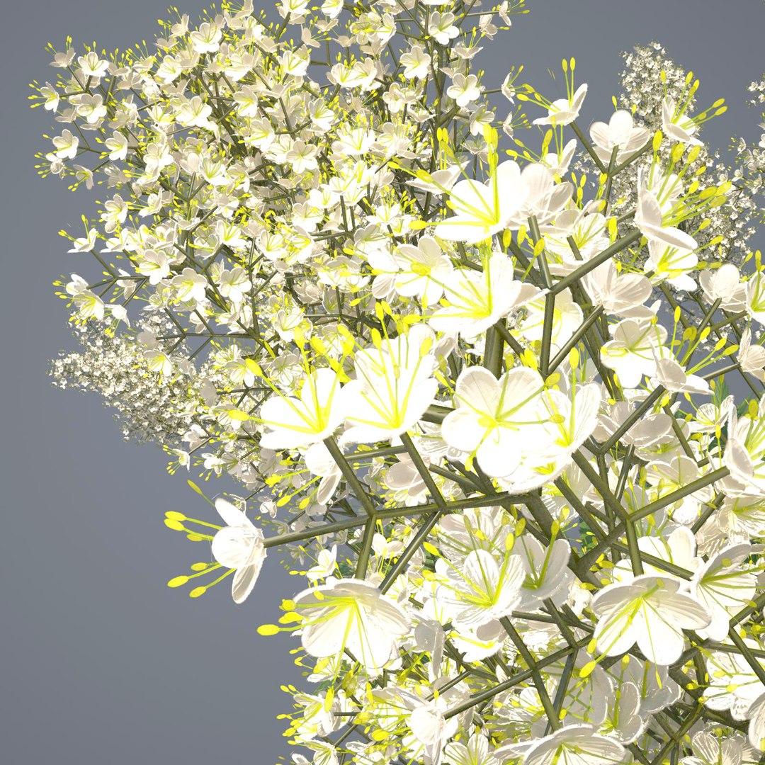 3d meadow meadowsweet grass https://p.turbosquid.com/ts-thumb/MR/5q6etd/ChBBJZVr/meadowsweet_render_060_dark_bg/jpg/1407853364/1920x1080/fit_q87/88564d1179fb9bbacd9ebbb9469ba189571d1159/meadowsweet_render_060_dark_bg.jpg