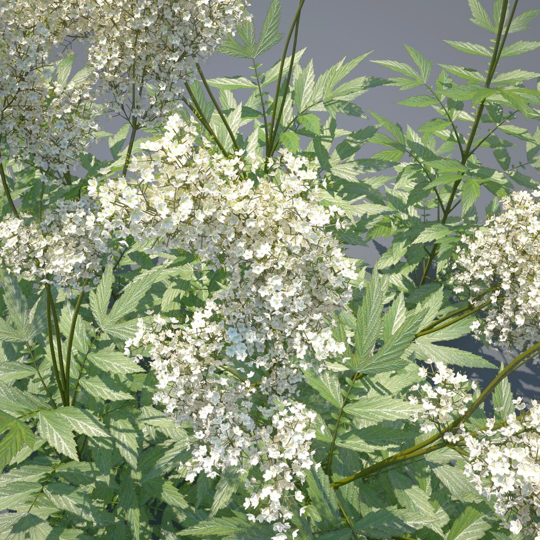 3d meadow meadowsweet grass https://p.turbosquid.com/ts-thumb/MR/5q6etd/ZH0gU1DM/meadowsweet_render_050_dark_bg/jpg/1407853364/1920x1080/fit_q87/e9f3d6d9d06cca2e8f9a29ca88765cbd659a7bf2/meadowsweet_render_050_dark_bg.jpg
