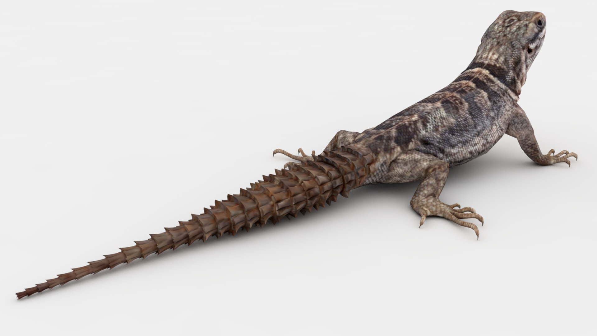 Lizard Rigged And Animated 3D - TurboSquid 2348755