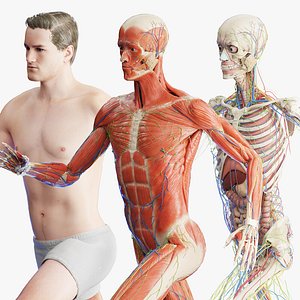 Rigged Human Male Anatomy Set