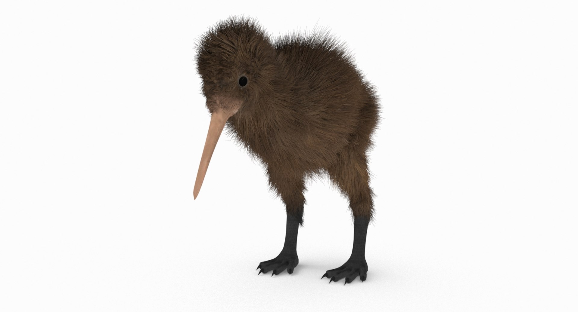 kiwi bird fur 3D https://p.turbosquid.com/ts-thumb/MR/W11t3r/a7tLT2K4/kiwi_r7/jpg/1507390294/1920x1080/fit_q87/4f0e189a5eeaf808af522f7f0b6fb615f26dd699/kiwi_r7.jpg
