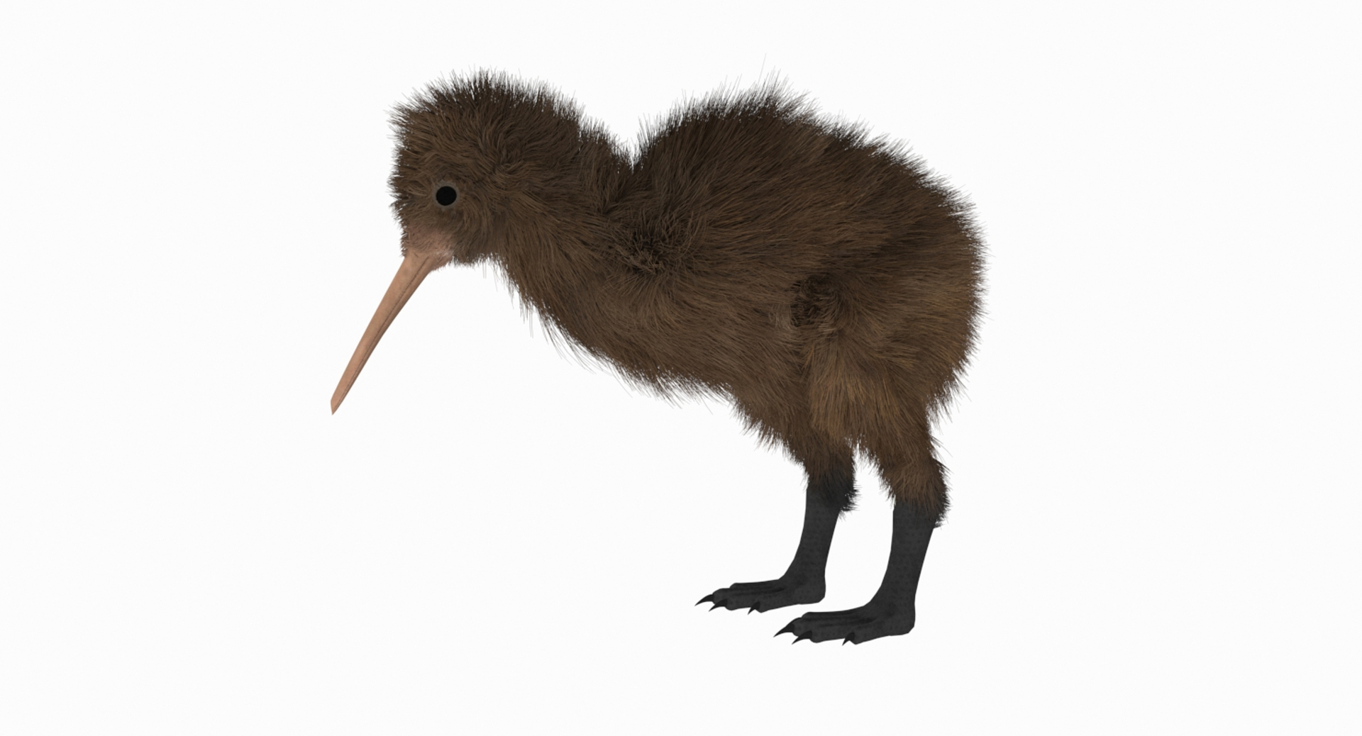 kiwi bird fur 3D https://p.turbosquid.com/ts-thumb/MR/W11t3r/zI4Vqpuq/kiwitt/jpg/1507390300/1920x1080/turn_fit_q99/b2f97398a98c8a0f5cf6e606acd64aa7edb5d9fc/kiwitt-1.jpg