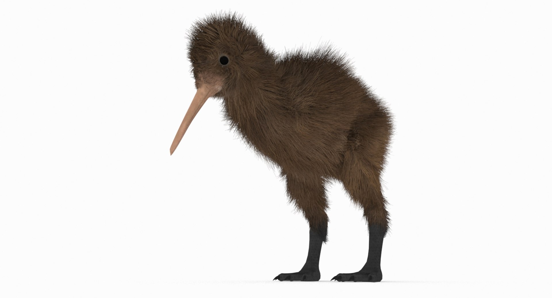 kiwi bird fur 3D https://p.turbosquid.com/ts-thumb/MR/W11t3r/zW59CYJS/kiwi_r10/jpg/1507390294/1920x1080/fit_q87/bb529681d6620aec37f9deb3306157ccdfd1b4d0/kiwi_r10.jpg