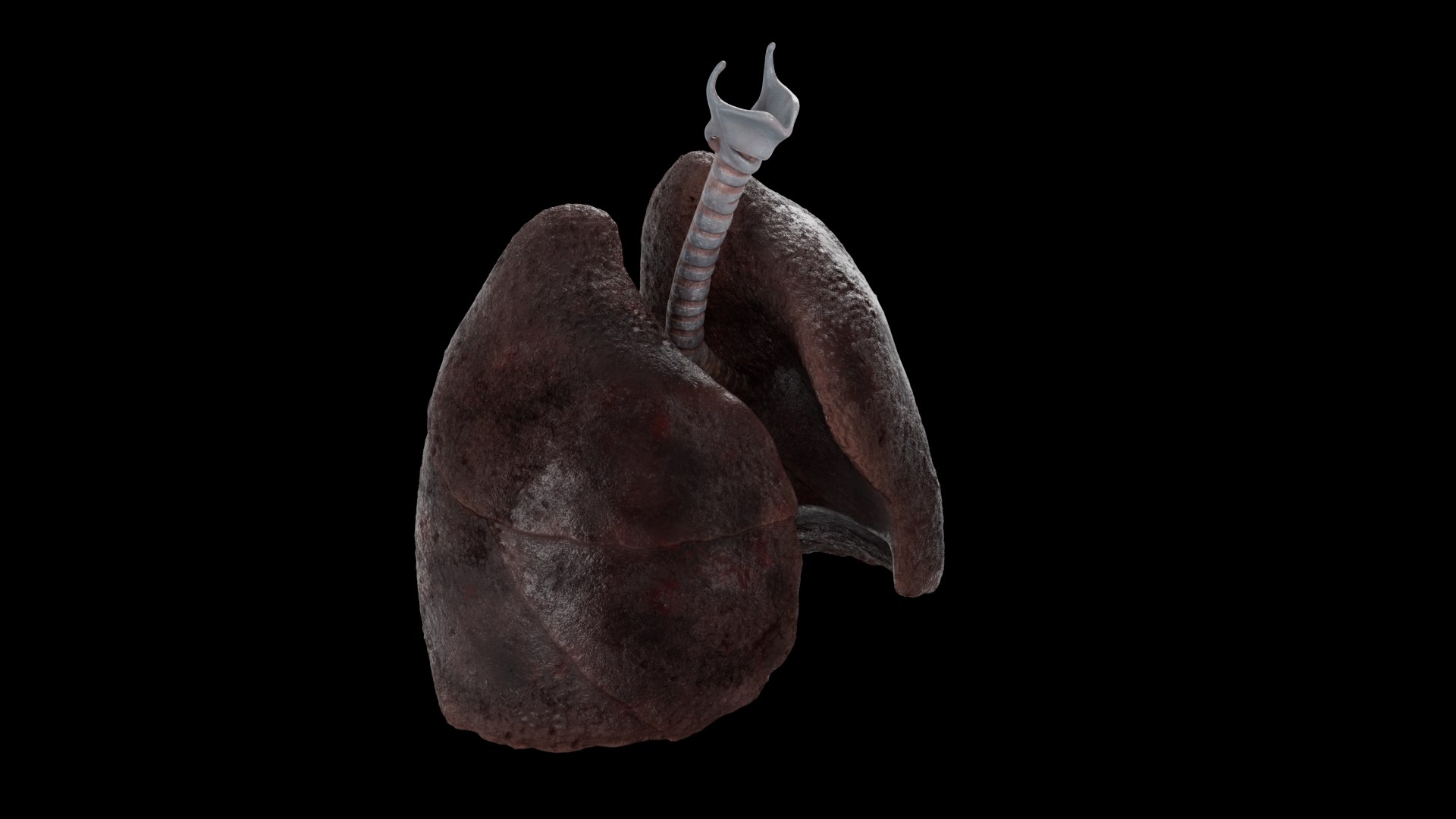 3D Human Lungs Healthy and Damaged Collection https://p.turbosquid.com/ts-thumb/MR/WOaE5C/Iz/lungssmoker_ps_01/jpg/1655279104/1920x1080/fit_q87/6c1cc3b42207ad3f3585ace33925be6537c73a7d/lungssmoker_ps_01.jpg