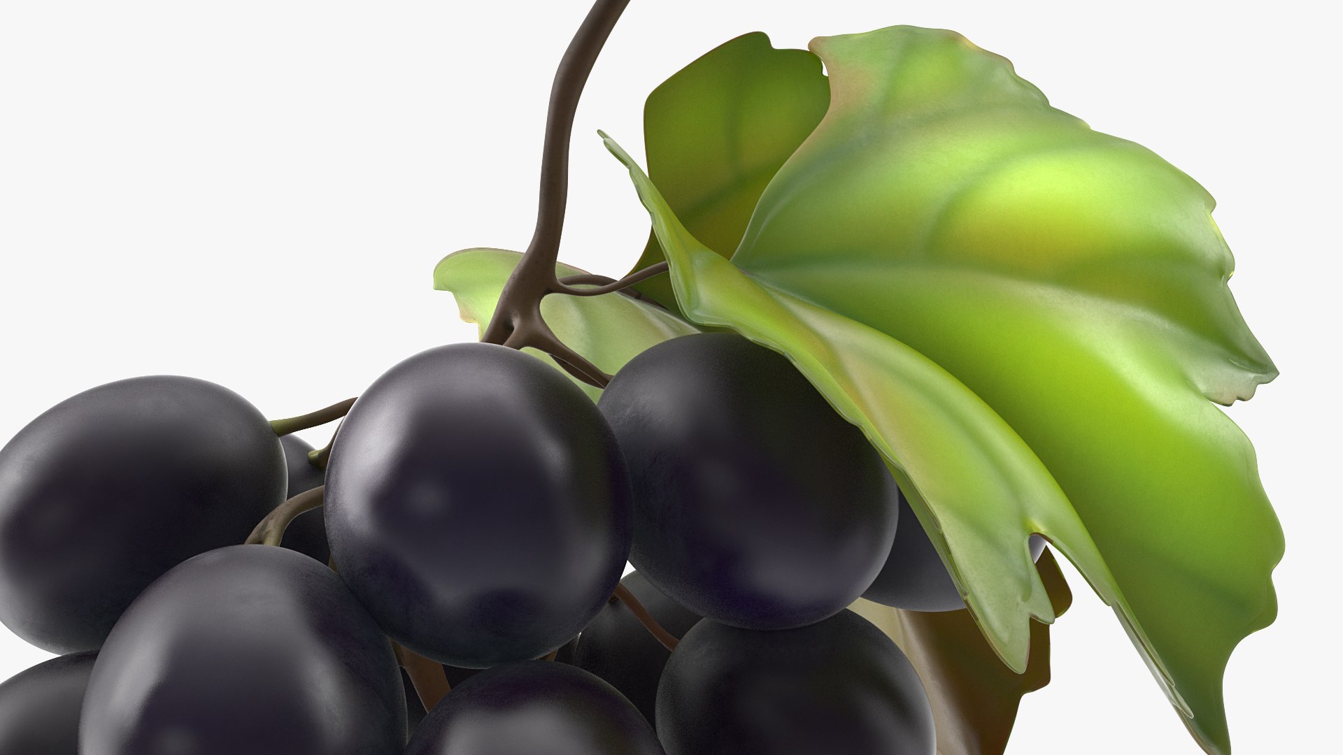bunch fresh black grapes 3D model https://p.turbosquid.com/ts-thumb/MR/a9tQFq/ZjkVWH5x/bunchoffreshblackgrapes3dsmodel006/jpg/1593427595/1920x1080/fit_q87/e062ce854bb93986b02ec1e123706db1a99ae4bd/bunchoffreshblackgrapes3dsmodel006.jpg