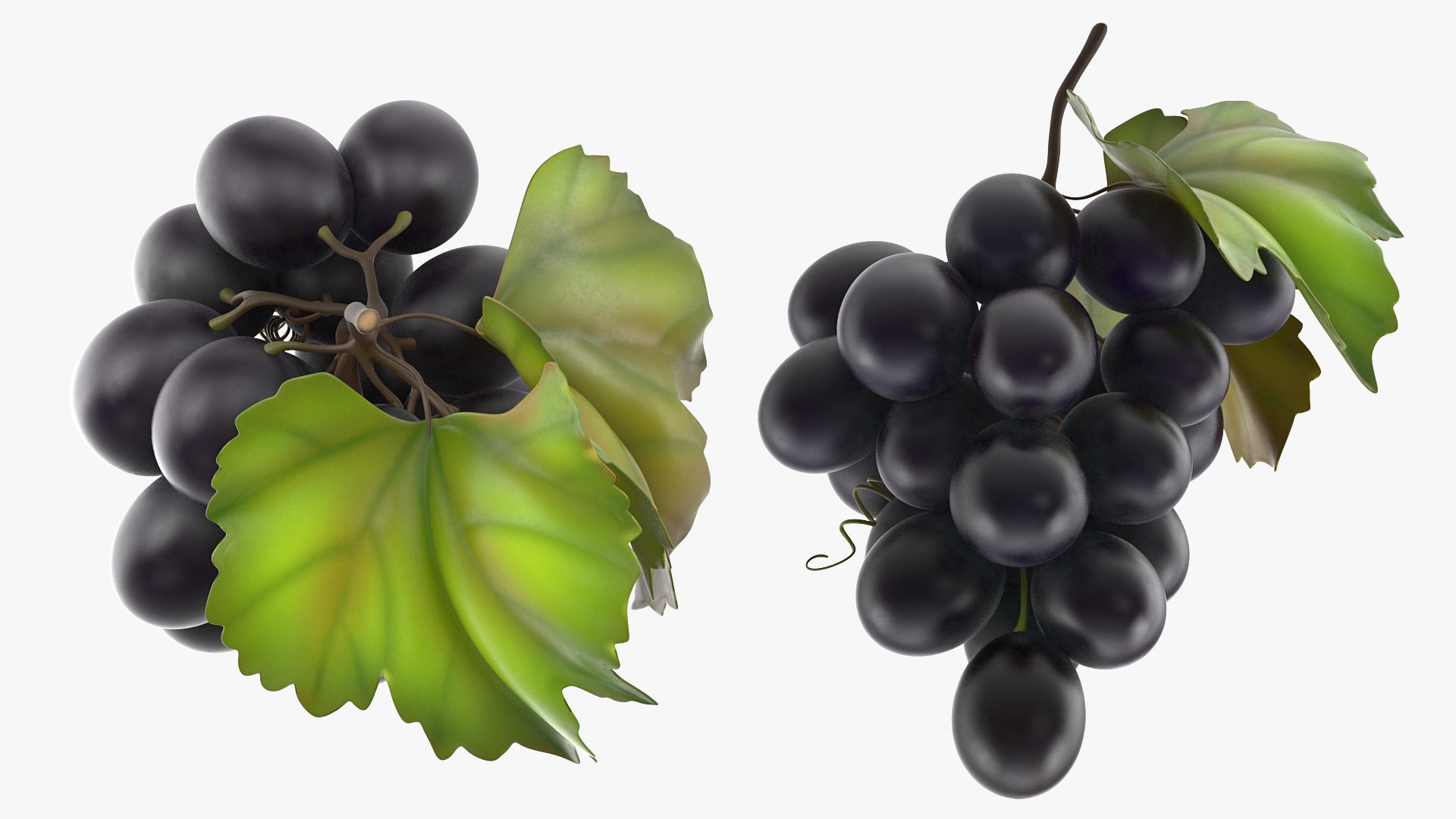 bunch fresh black grapes 3D model https://p.turbosquid.com/ts-thumb/MR/a9tQFq/hhvG9IHa/bunchoffreshblackgrapes3dsmodel003/jpg/1593427572/1920x1080/fit_q87/6c36860bf3f2bf005fcec2d3a0c72b84236cba0e/bunchoffreshblackgrapes3dsmodel003.jpg