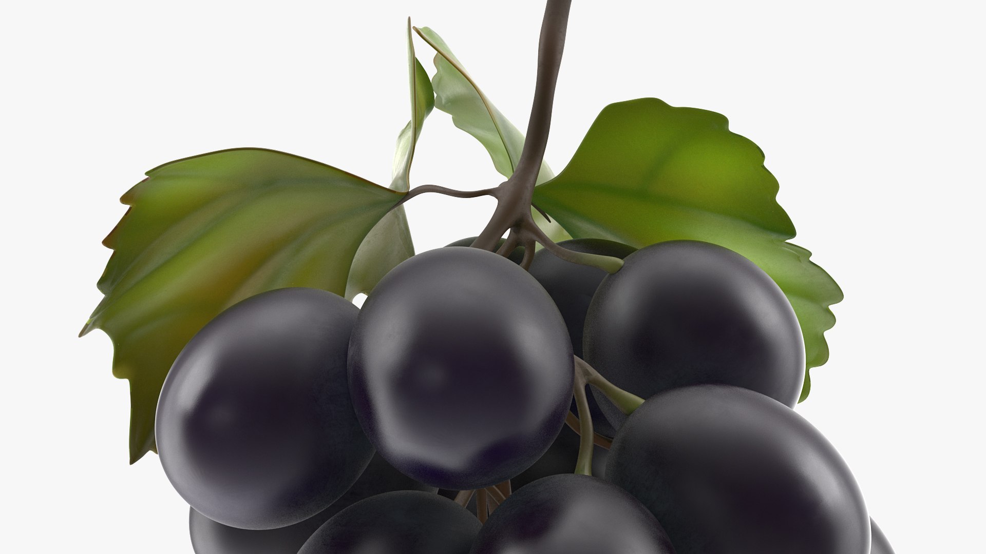 bunch fresh black grapes 3D model https://p.turbosquid.com/ts-thumb/MR/a9tQFq/j3FDkEPu/bunchoffreshblackgrapes3dsmodel008/jpg/1593427611/1920x1080/fit_q87/606b6cc3d8529a914ea79ae1333cabe144e4f314/bunchoffreshblackgrapes3dsmodel008.jpg