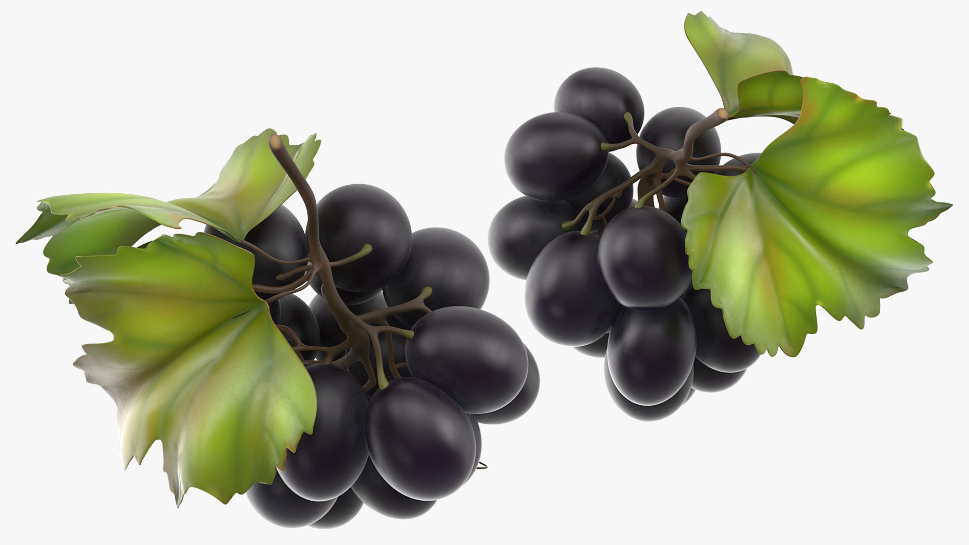 bunch fresh black grapes 3D model https://p.turbosquid.com/ts-thumb/MR/a9tQFq/q9deJd7y/bunchoffreshblackgrapes3dsmodel004/jpg/1593427580/1920x1080/fit_q87/8e6f4e473b16b55a402ebbf849ea26f495a8ad6e/bunchoffreshblackgrapes3dsmodel004.jpg