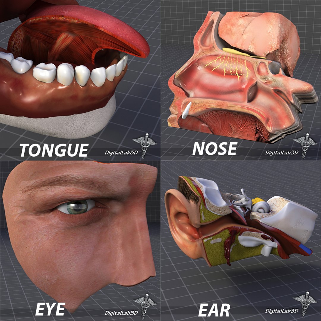3d human senses ear nose model https://p.turbosquid.com/ts-thumb/MR/kJzpdF/crrpFgCN/dl3d_human4senses1/jpg/1270191412/1920x1080/fit_q87/a92ddfce320864ec5cfd19e6823ef699fd556b57/dl3d_human4senses1.jpg