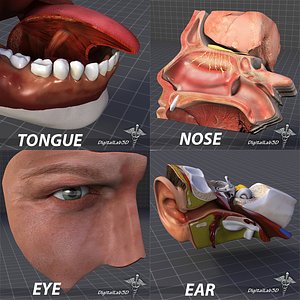 Human Four Senses Collection