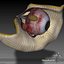 3d human senses ear nose model